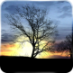 دانلود وال پیپر زیبا از درخت برای اندروید – Silhouette Live Wallpaper